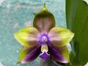 Phal. Mituo Princess Blue 10